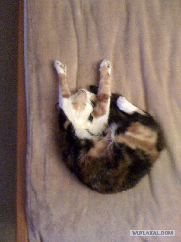 КОТовторник 13.04.2010г.