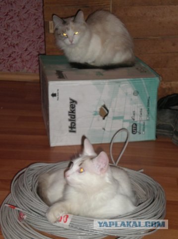 Котовторник?