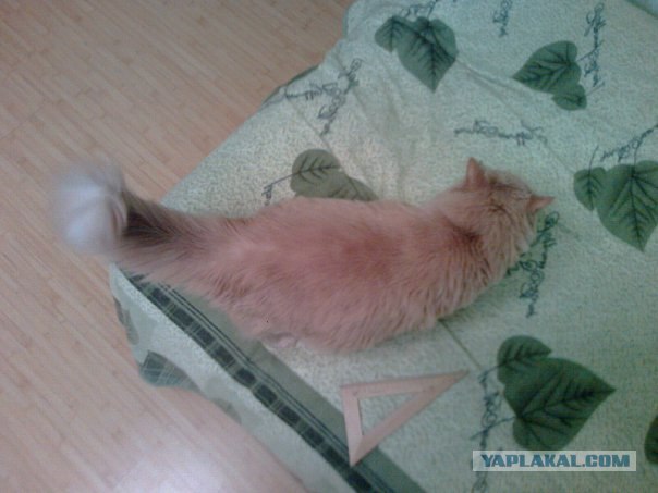 Как же можно про котовторник забыть?!
