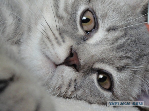 Котовторник. А как же?!