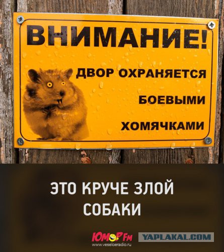 Картинки юморные и тексты