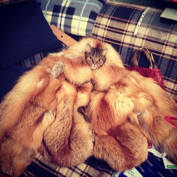 Прикольных котов пост
