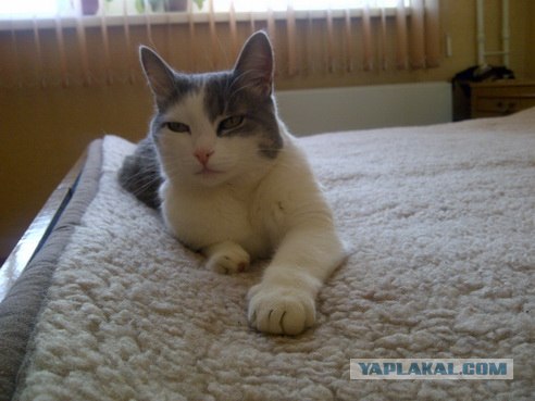 КОТОВТОРНИК (6.03.2012)