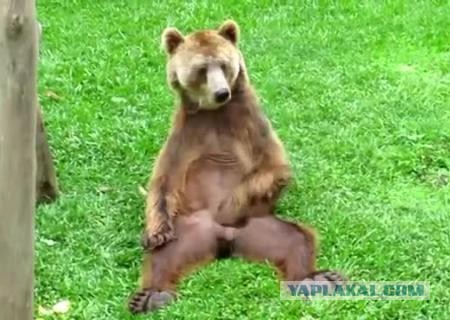 Какое-то животное избило козла на пляже из-за съеденных чипсов