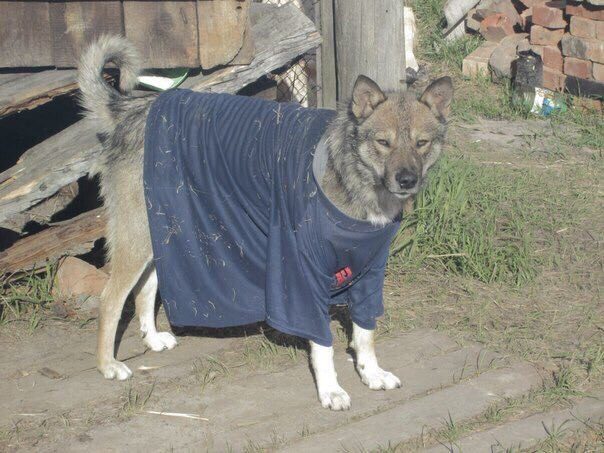 Живность из сети