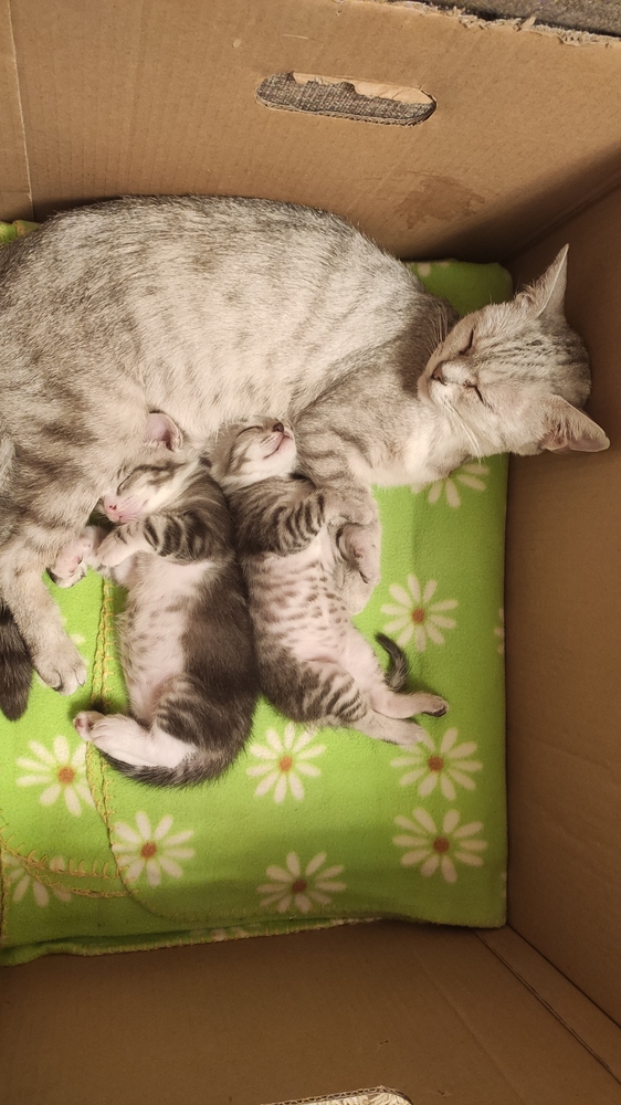 Котовторник 21.12.21