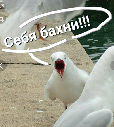 Тост за ЯП!