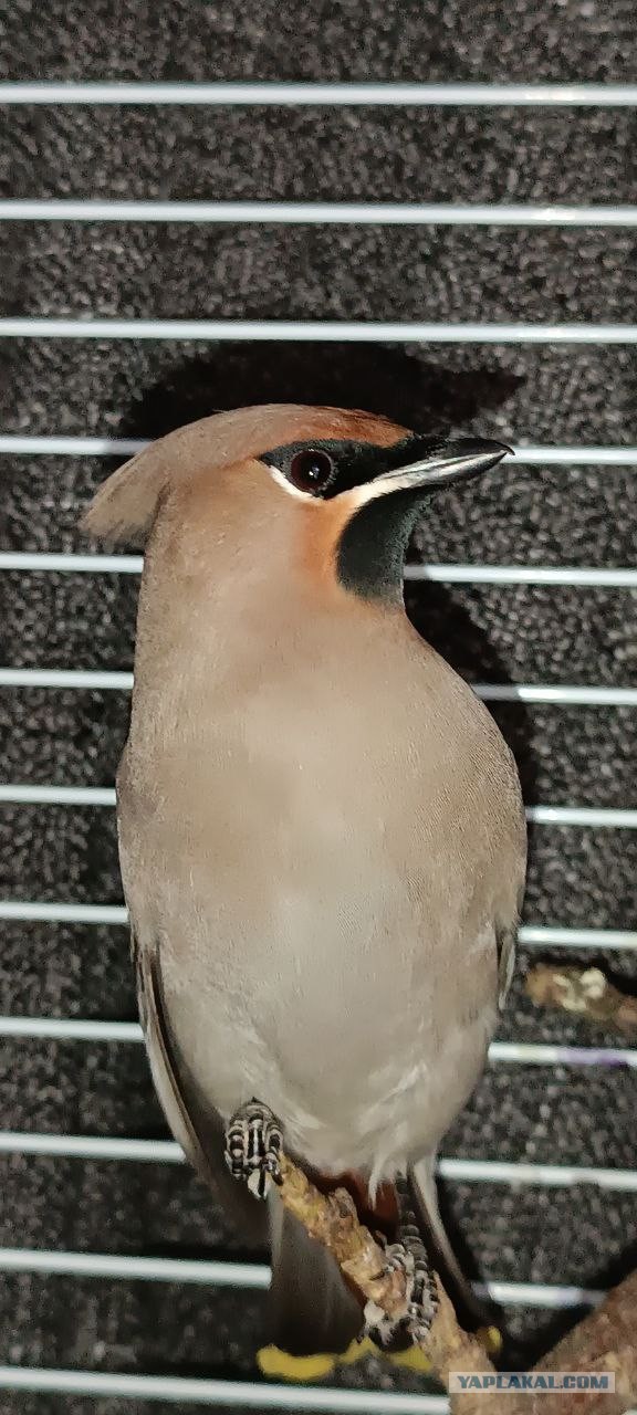 Свиристели, свиристели... пообедать прилетели!