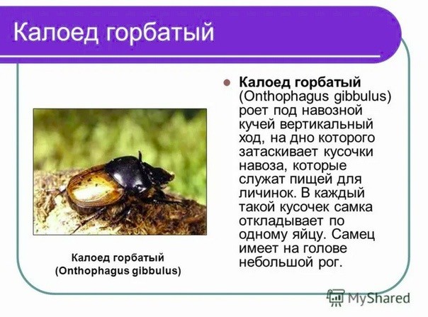 16 существ будто с другой планеты