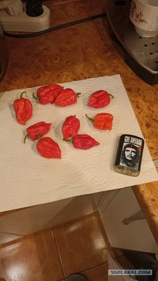 Мой первый перчик
