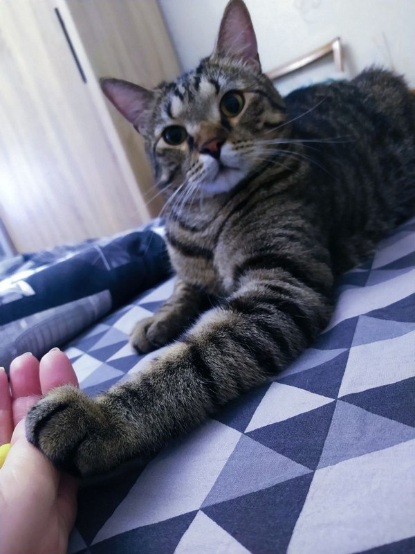 А где котики, сегодня же вторник!