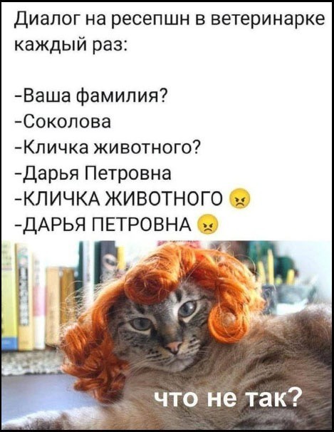 К котовторнику: подборка картинок-баянов с котиками и про котиков. Выпуск 39.