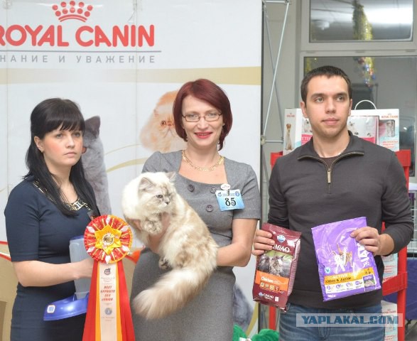 Котовторник   17.12.2013