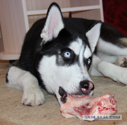 Как собаки встречают и провожают хозяев