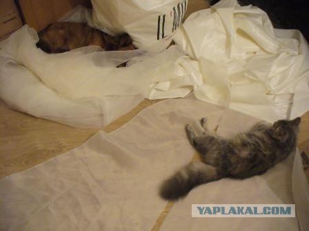 С Котовторником!