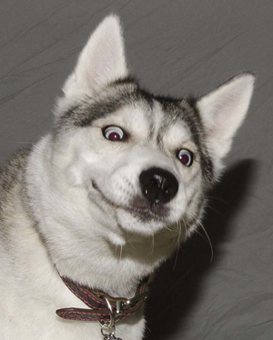 Куриная грудка в омлете и в сыре