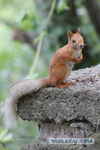 Дорога из Киева и из Москвы в Ялту.