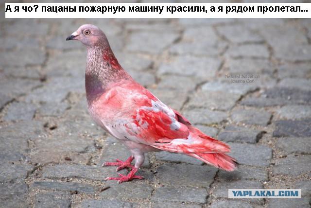 Это не фотошоп!