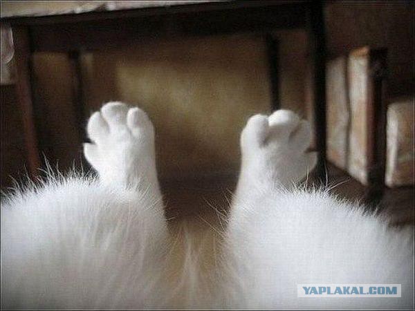 Не юкки ради, улыбки для...