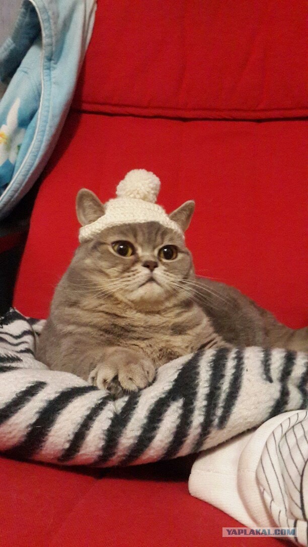Котовторник 16.12.2014
