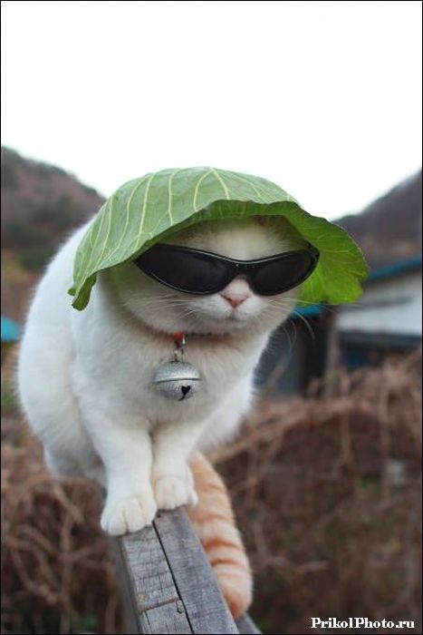 Солнцезащитные очки для котика