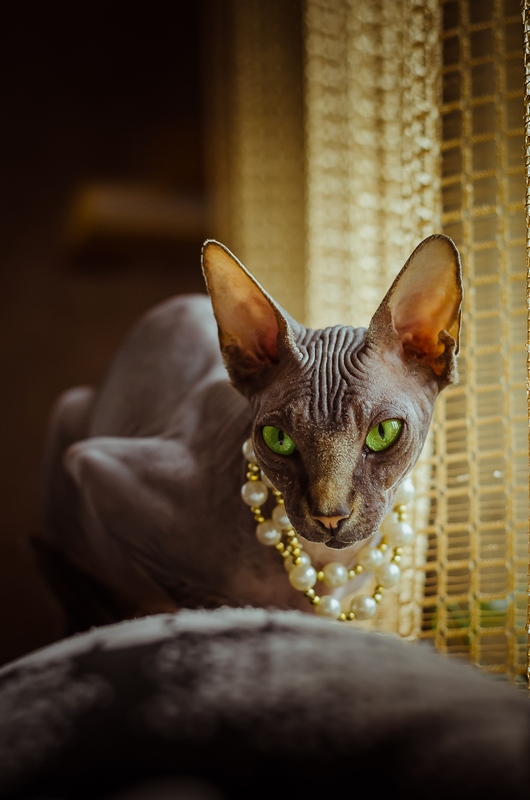 Кот. Просто кот