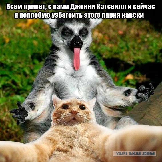 Известные котомемы.