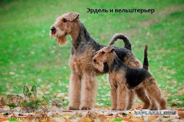 Собачки и их маленькие копии