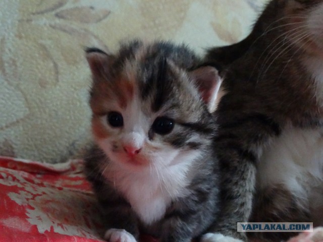 Котовторник 11.08.2015