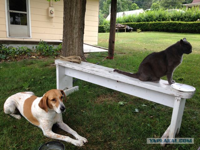 Собакочетверг