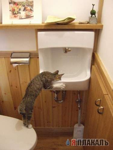 Коты, кошки, котята