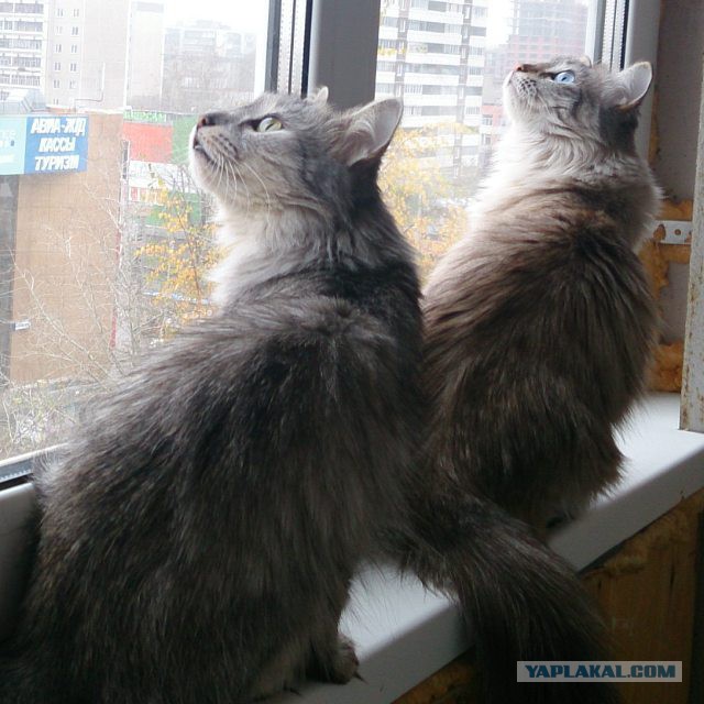 Котовторник 22.03.2016