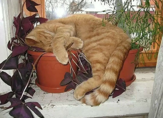 Коты и Кошки