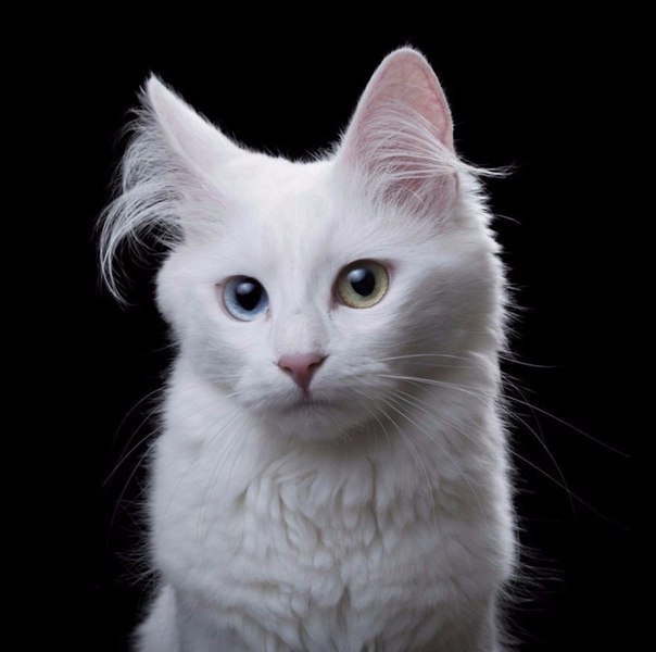 Самые смешные животные