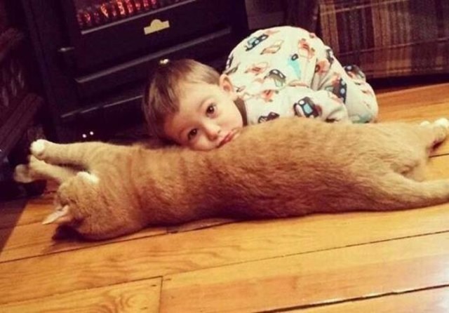 Коты и Кошки
