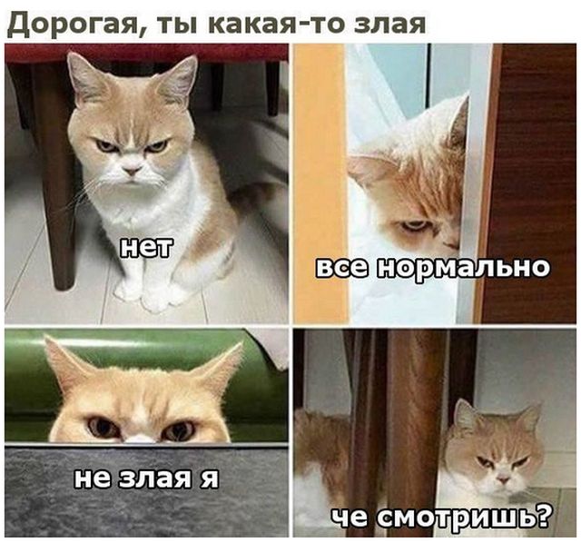 Коты и Кошки