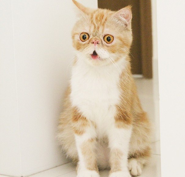 Коты и Кошки