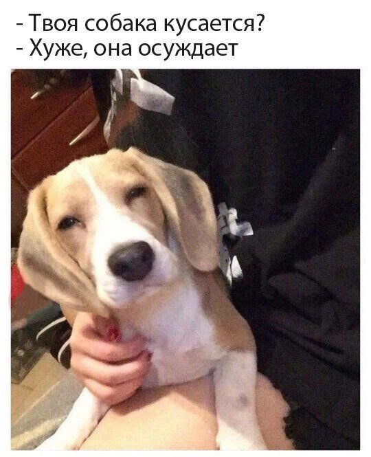 Живность из сети