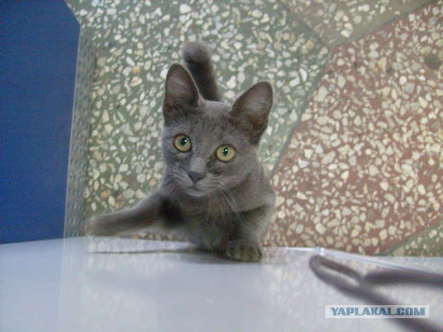Котовторник на ЯПлакалъ! От числа 09.09.08