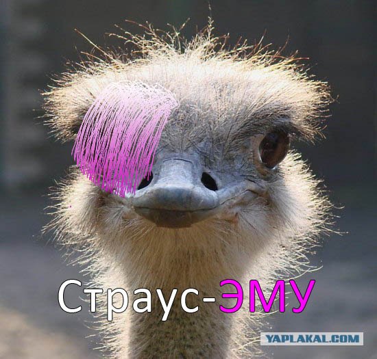 Великолепные моменты из мира животных(59 фоток)
