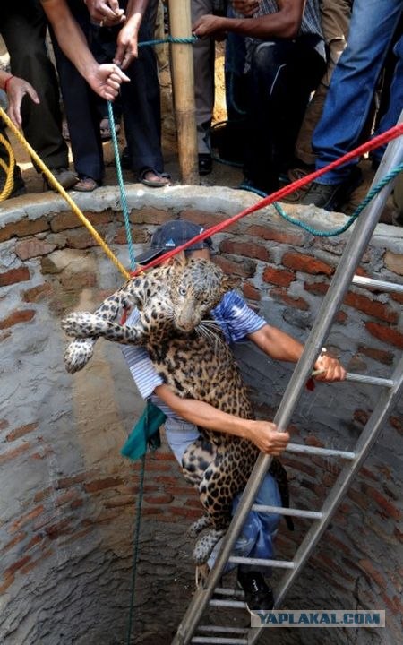 Как спасали леопарда (4 фото)