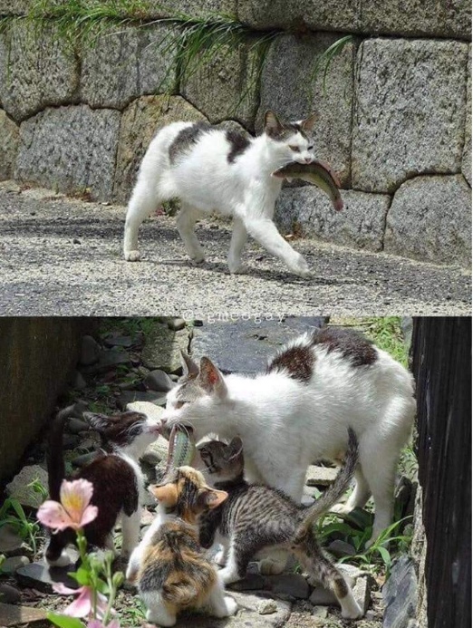 Прикольных котов пост