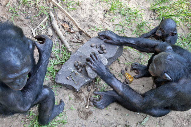 Заповедник Lola ya Bonobo в Конго