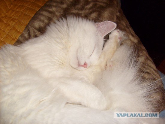 Эпический Котовторник!