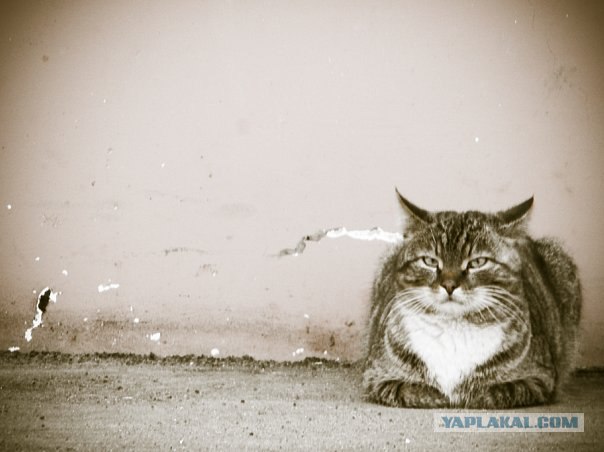 Котовторник (24. 01. 2012 )