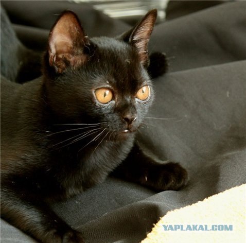 Котовторник  4.09.12
