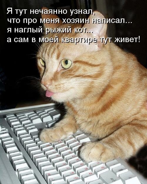 Котовторник 29.01.2019!