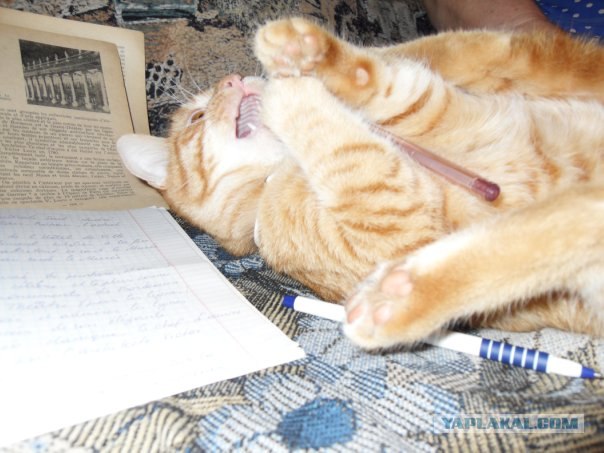 Новогодний Котовторник 01.01.2013