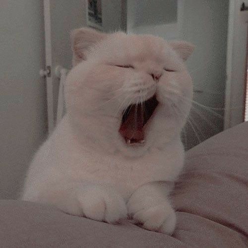 Правильный кот пользуется унитазом, а не лотком