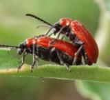 Аватары на заказ